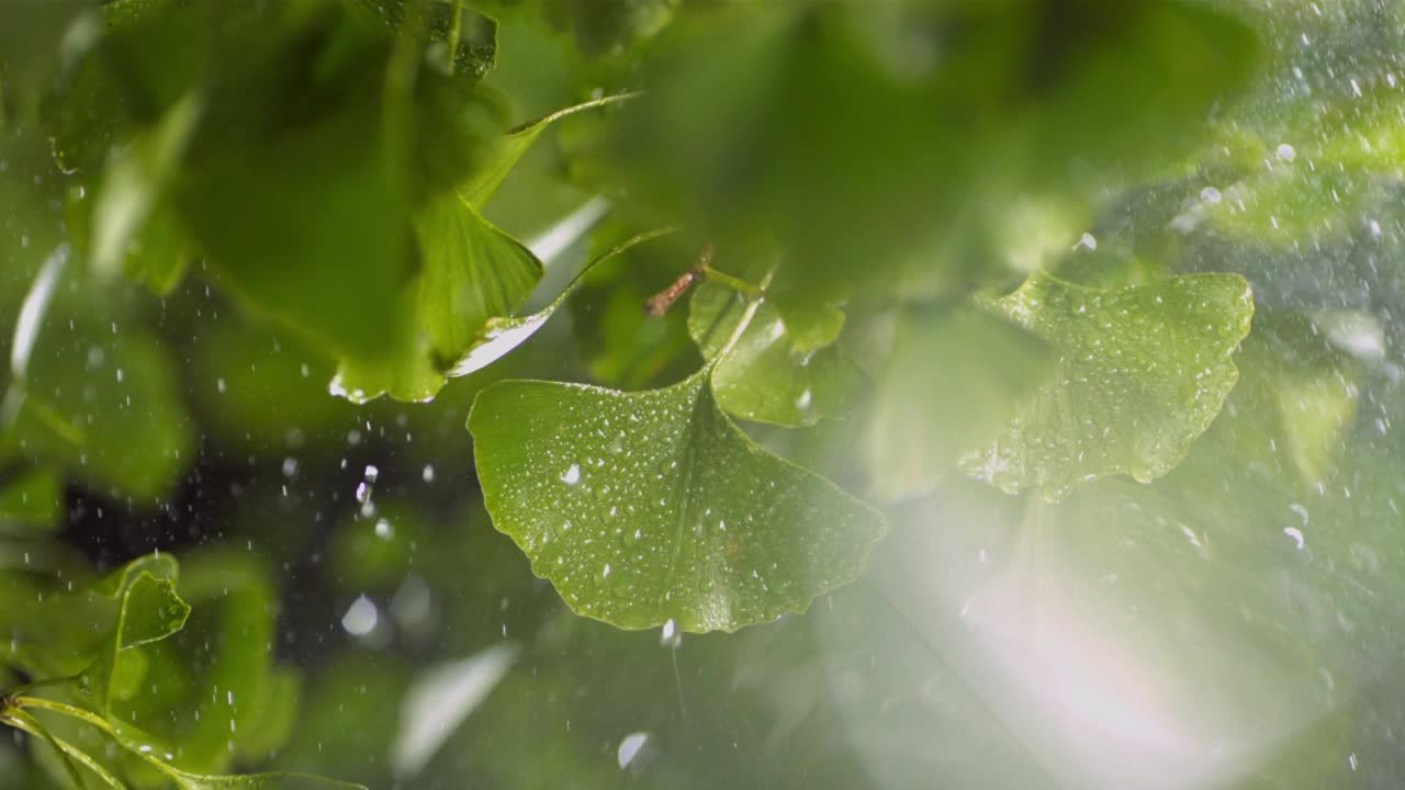 小雨中银杏叶在树上。视频素材