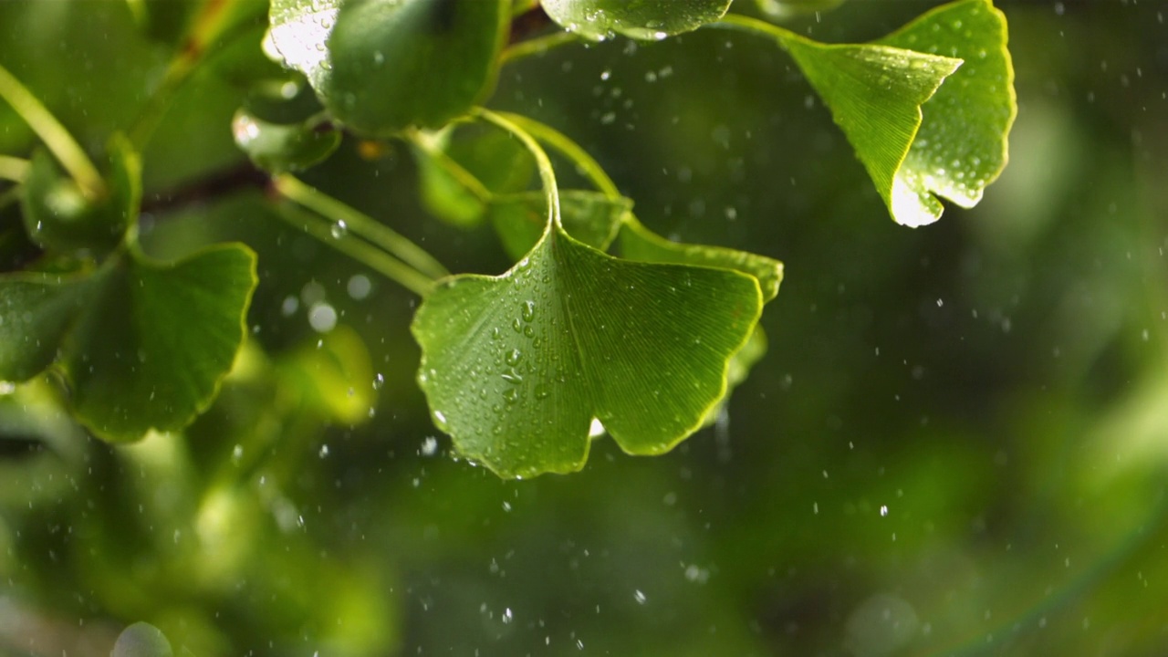 小雨中银杏叶在树上。视频素材