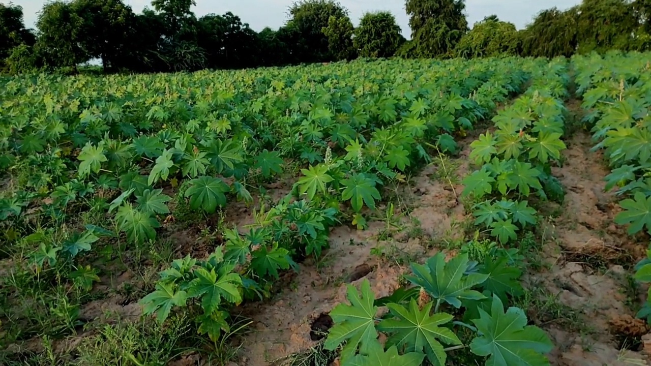 印度古吉拉特邦Ahemdabad Viramgam Zezra村的蓖麻植物生长在农场视频素材