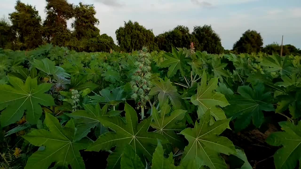 印度古吉拉特邦Ahemdabad Viramgam Zezra村的蓖麻植物生长在农场视频素材