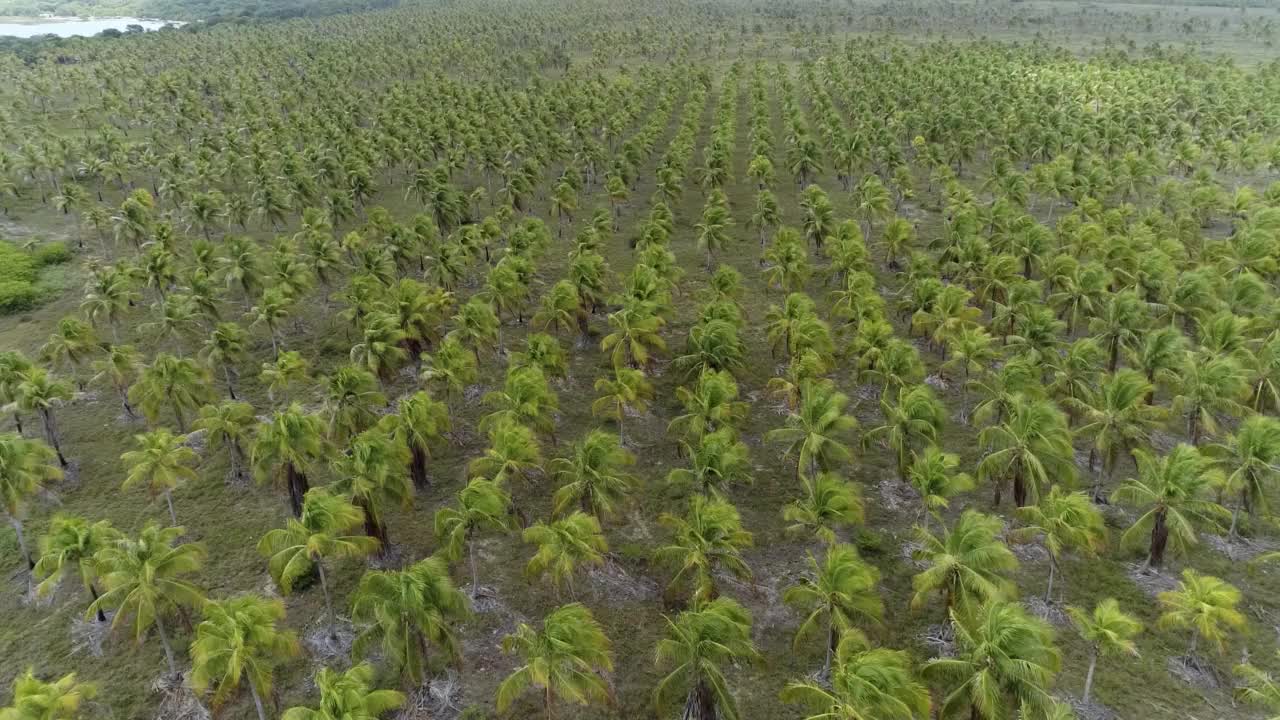 热带，椰子树，湖泊，荒芜的海滩视频素材