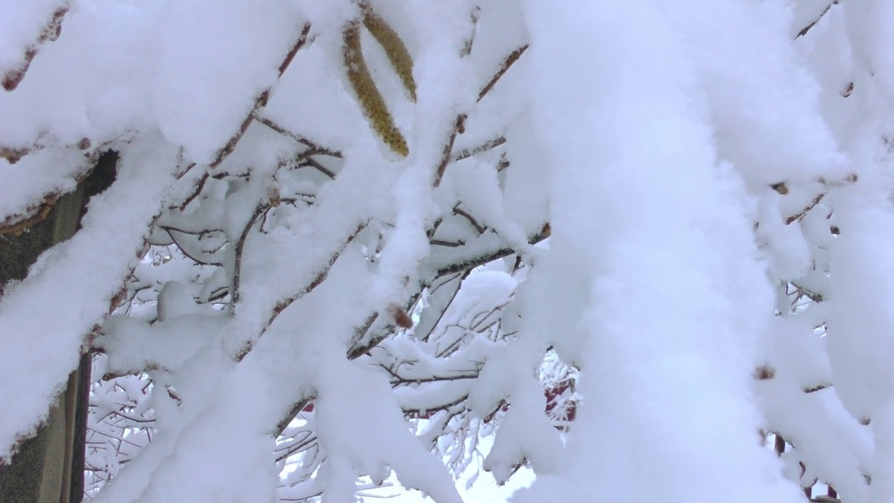 冬天一场大雪后，树枝被白雪覆盖，特写视频素材