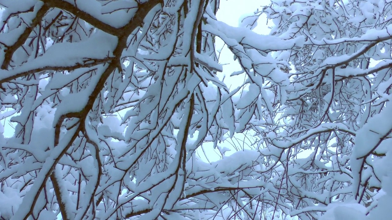 冬天一场大雪过后，树枝都被雪覆盖了视频素材