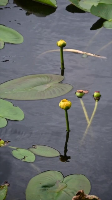 水利里视频素材