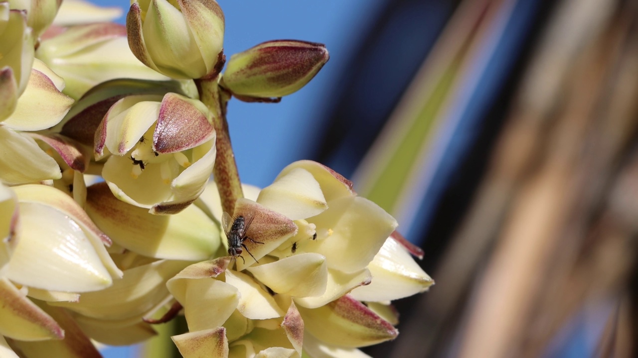 丝兰Schidigera Bloom - Cottonwood Mountains - 032222视频素材