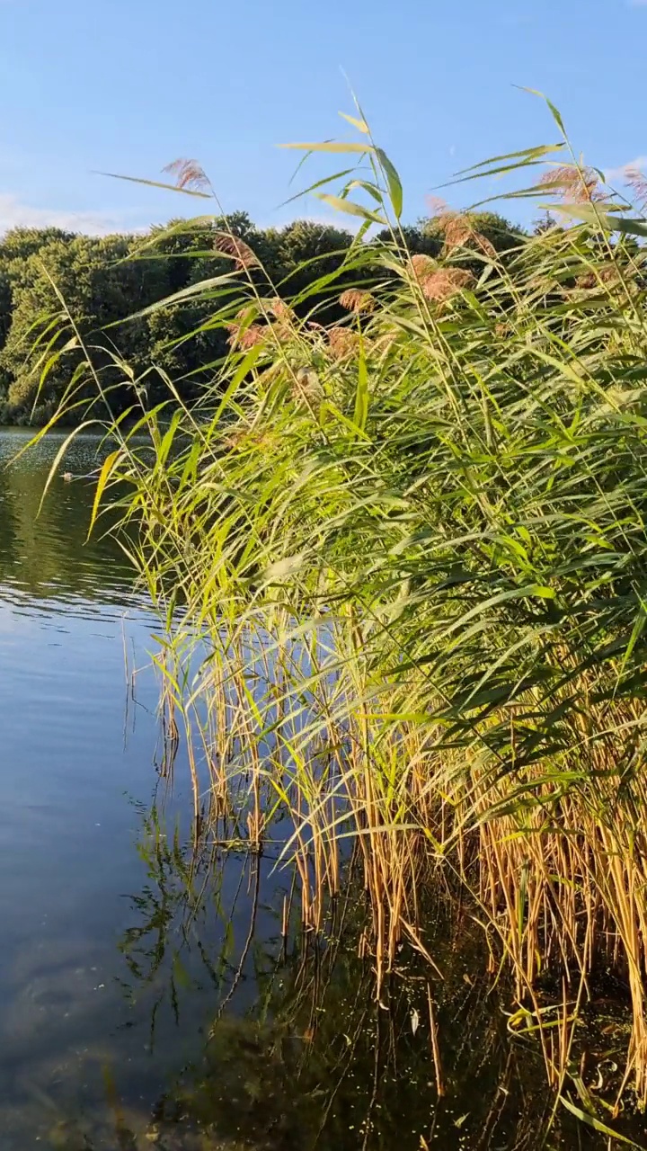 湖面反光的美丽风景视频素材