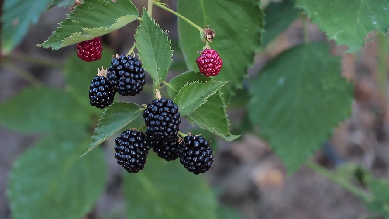 农场里一堆新鲜的黑莓。健康饮食理念-黑莓的好处视频素材