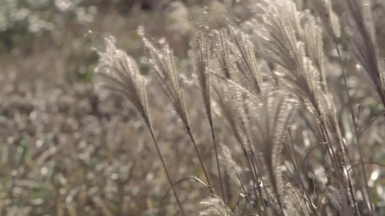 银草/济州岛，韩国视频素材