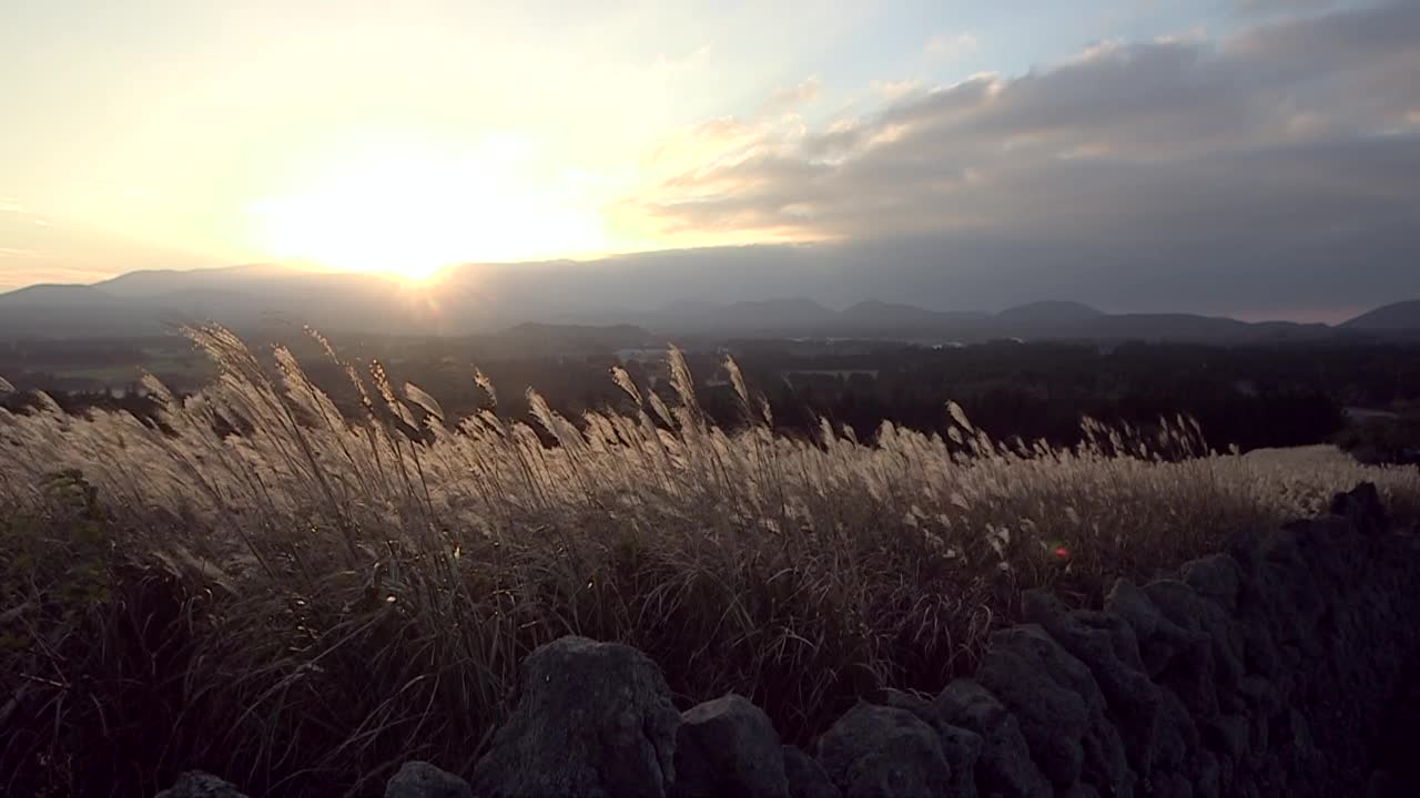 银色的草地和日落的风景/韩国济州岛视频素材