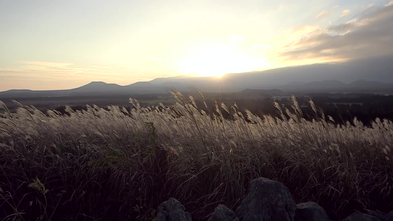 银色的草，流动的云和日落的风景/韩国济州岛视频素材