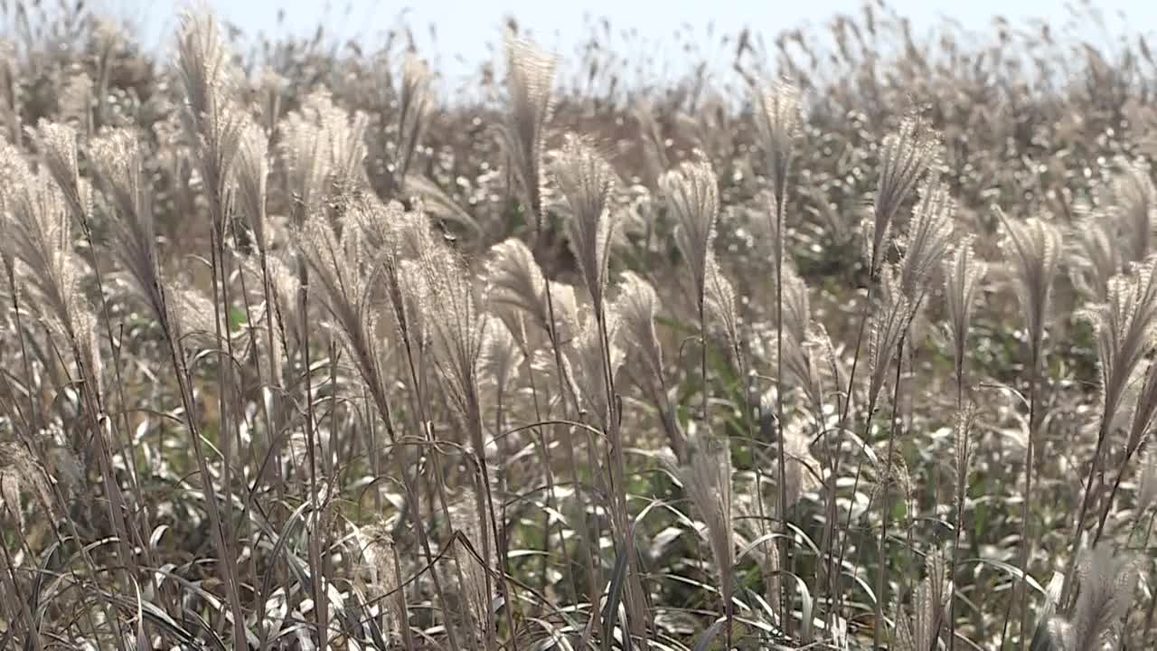 银草/济州岛，韩国视频素材