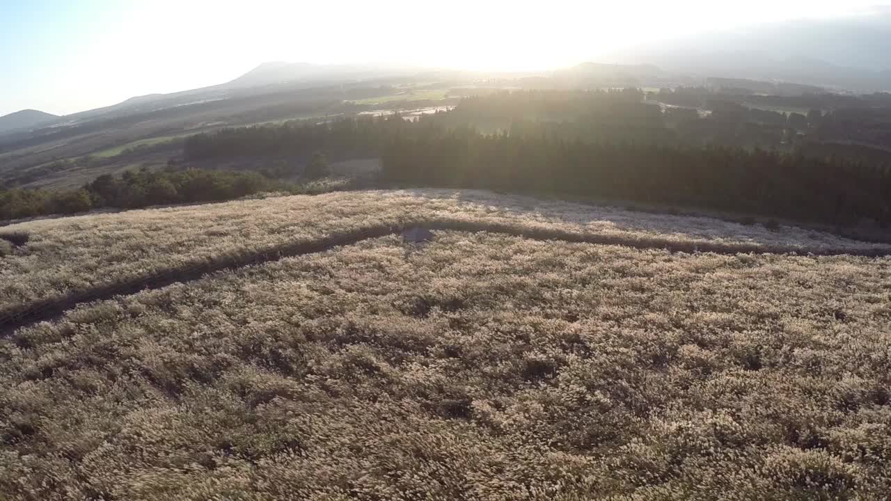 银色的草地和自然/济州岛，韩国视频素材