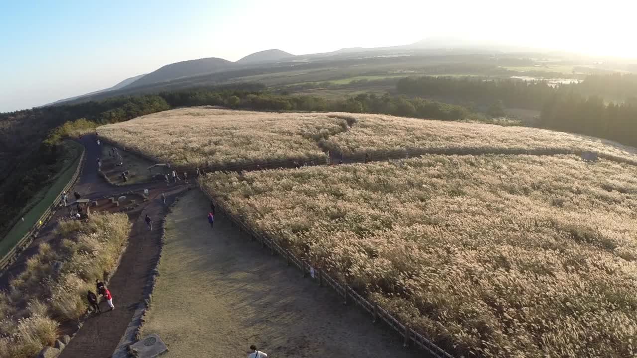 银色的草地和自然/济州岛，韩国视频素材