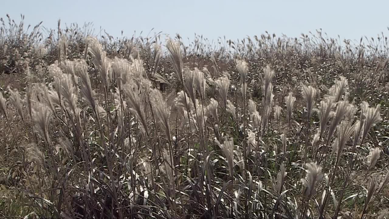 银草/济州岛，韩国视频素材