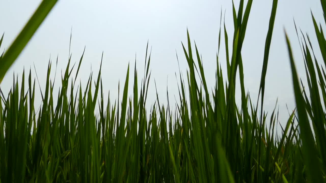 农田和天空/缅甸内比都视频素材