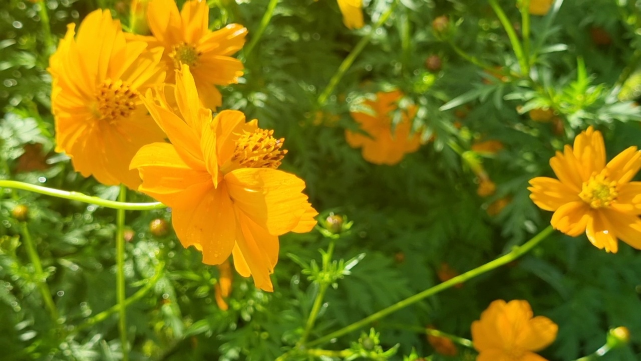 大黄蜂在黄花上采集花蜜，特写视频素材