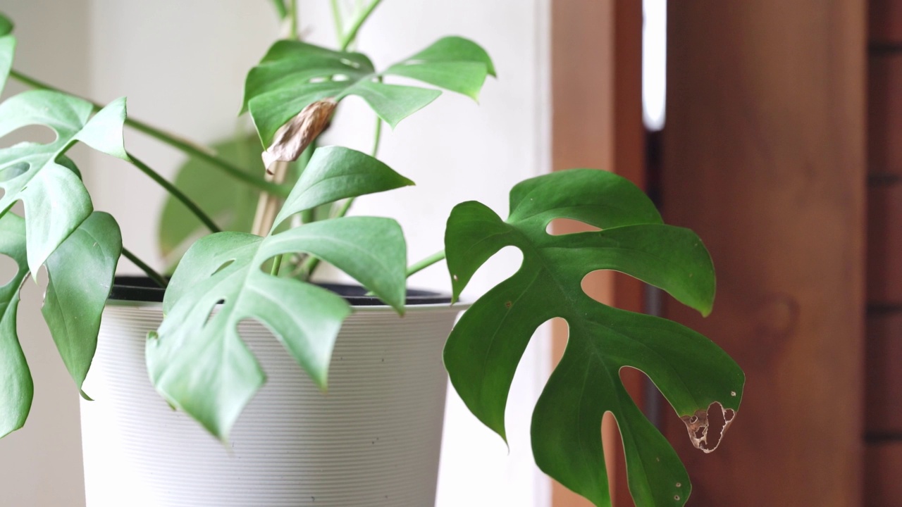 室内绿色植物装饰视频素材