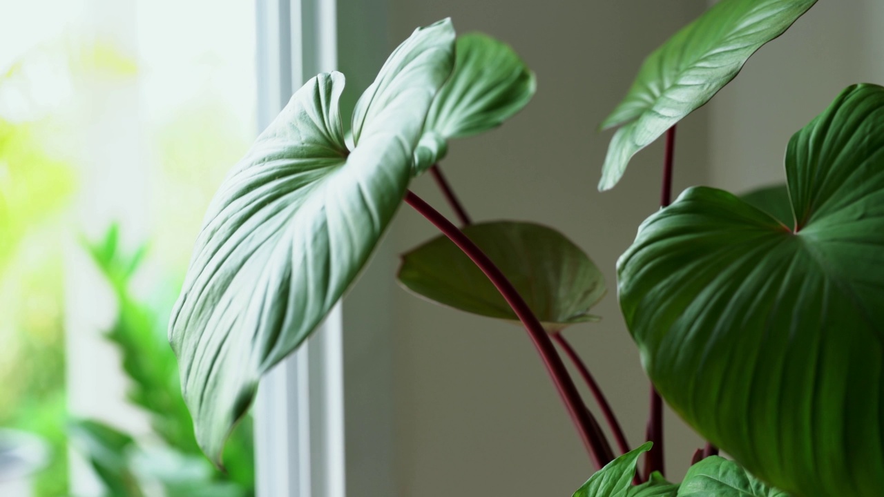 室内绿色植物装饰视频素材