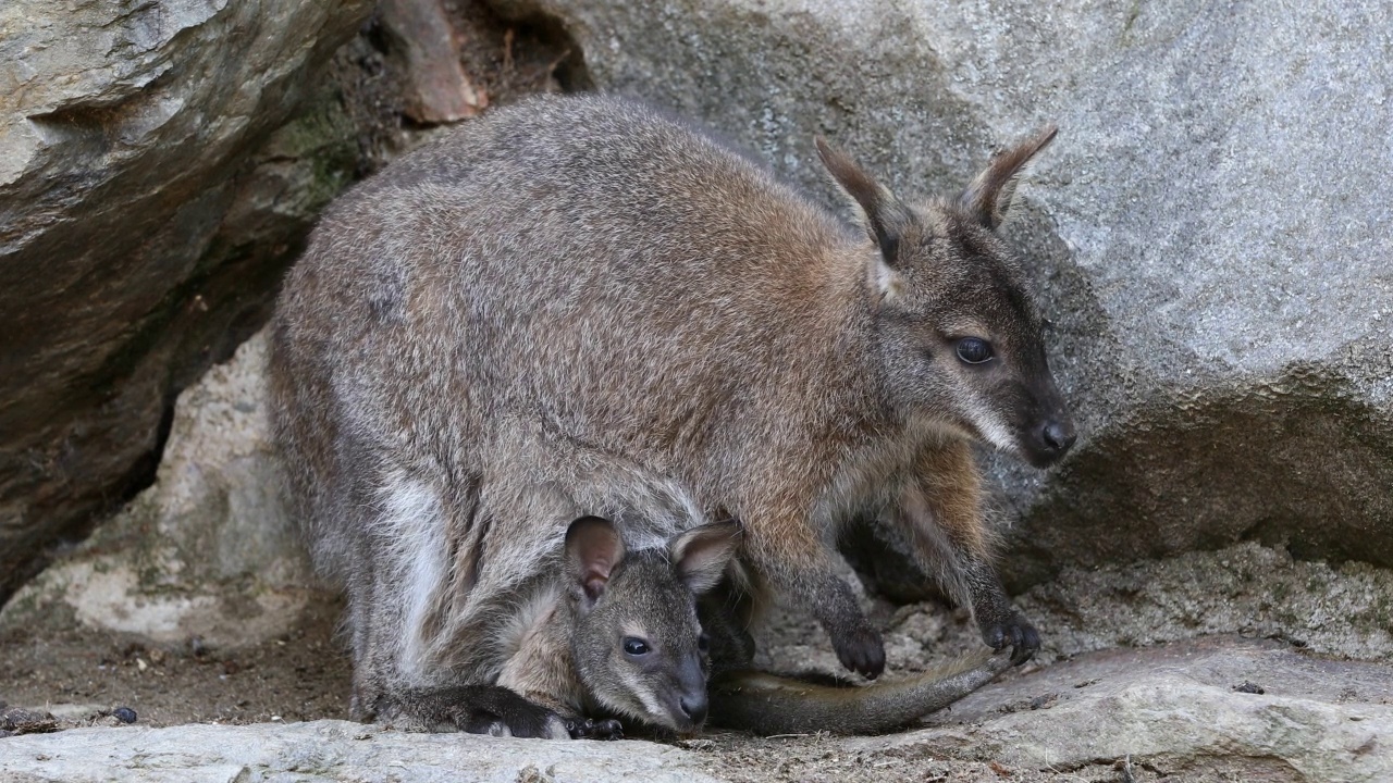 红颈沙袋鼠(Macropus rufogriseus)视频素材