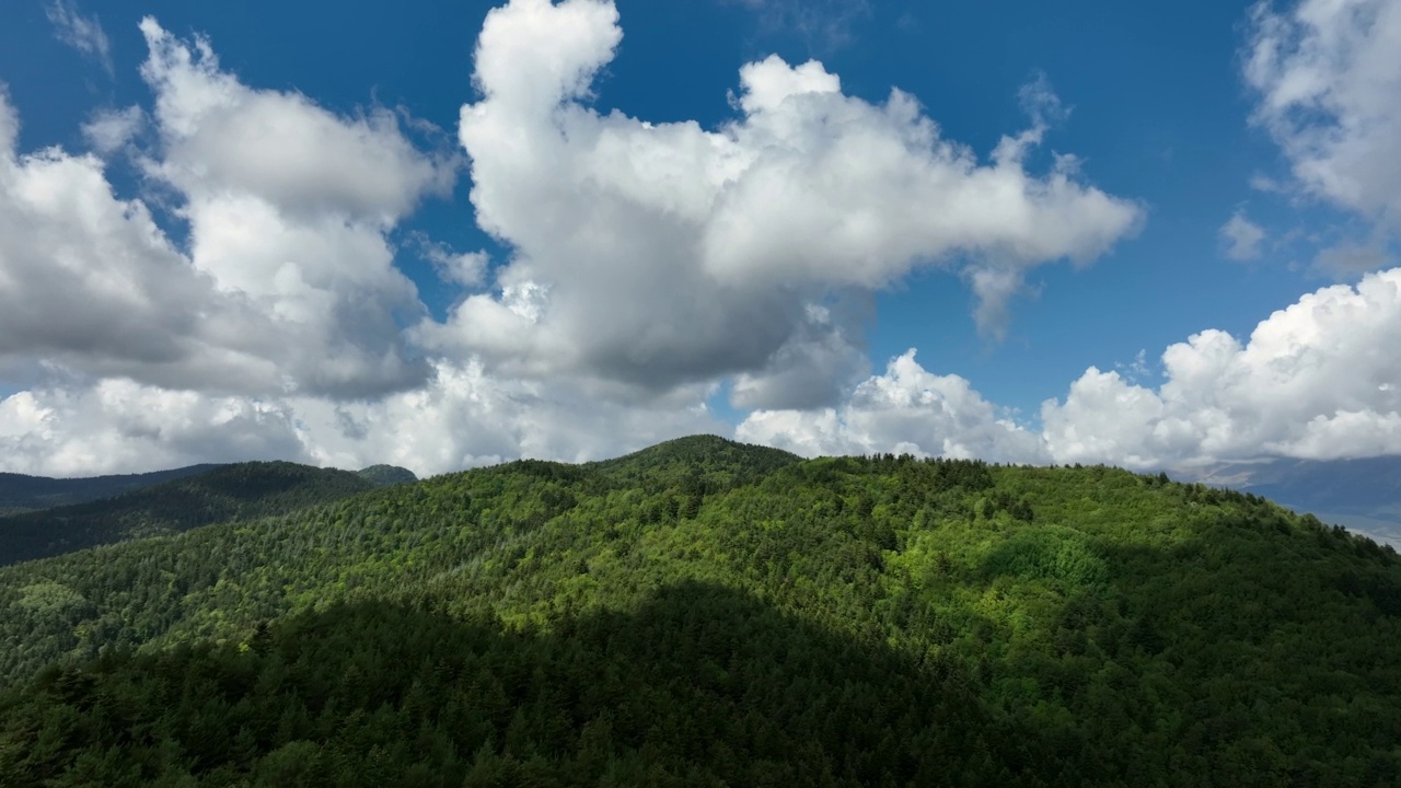 鸟瞰一大片针叶林，蓝天白云视频素材