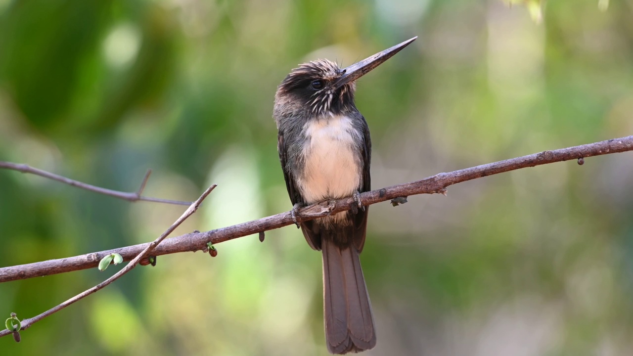 三趾Jacamar(三趾Jacamaralcyon triidactyla)的觅食点充满了昆虫。视频素材