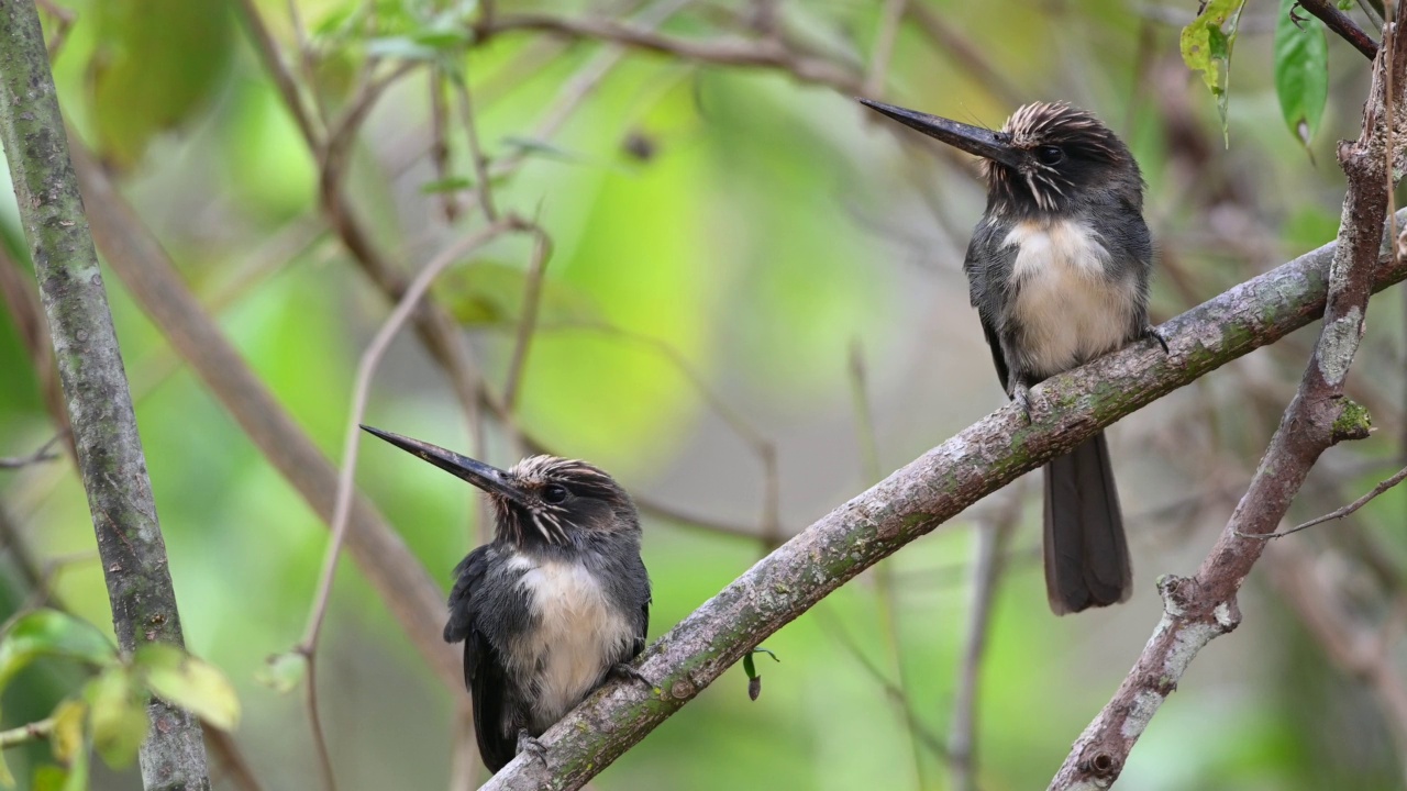 两只三趾Jacamar(三趾Jacamaralcyon triidactyla)共用昆虫填充的取食点。视频素材