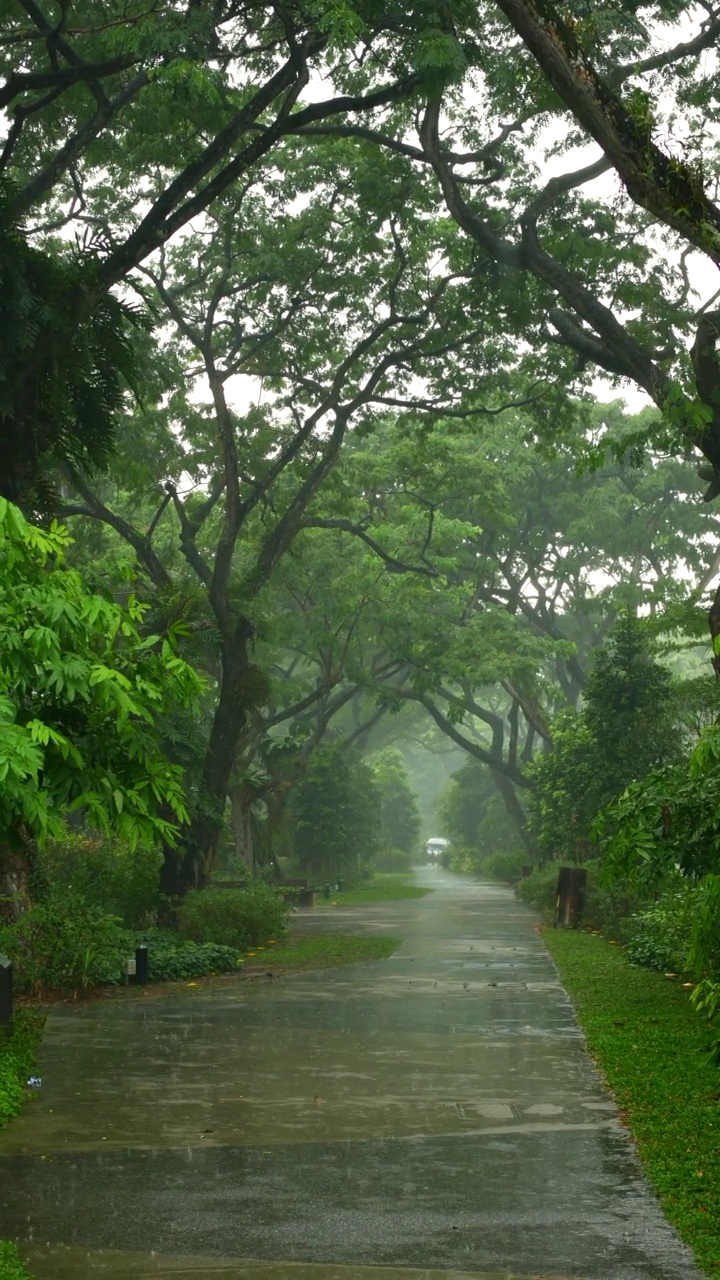 新加坡一个空公园的雨天视频素材