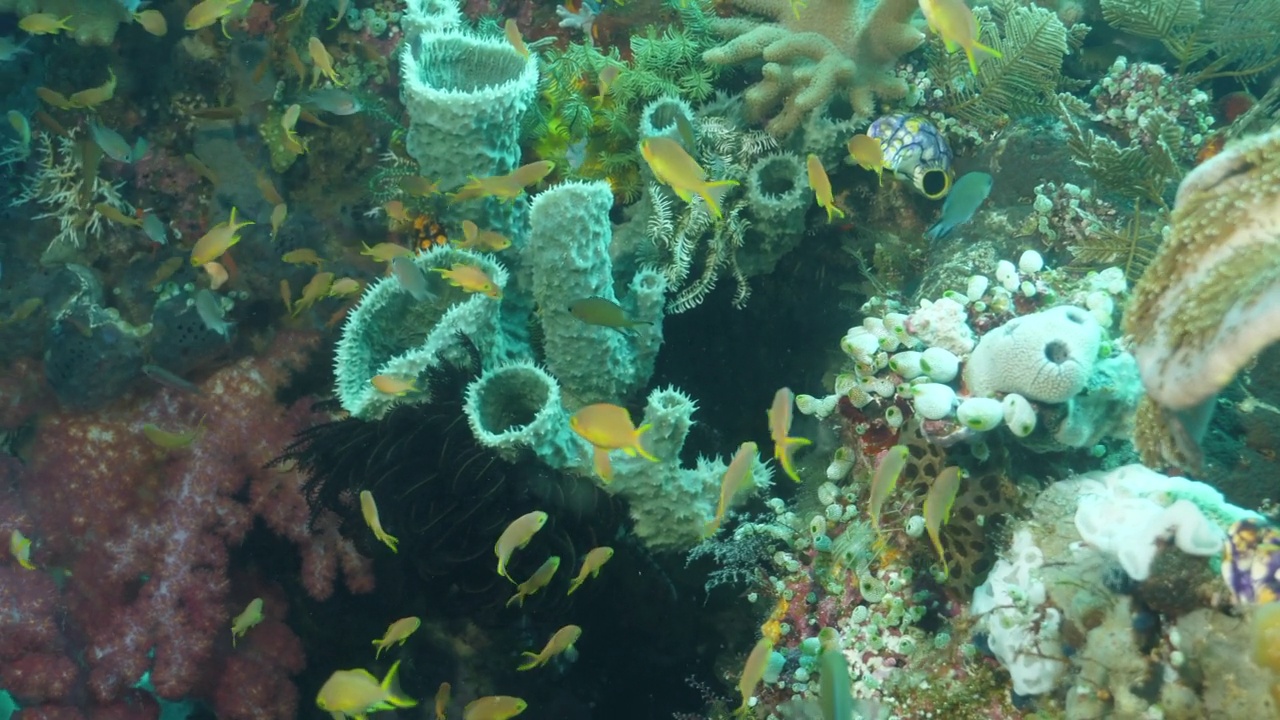 生物多样性的海景视频素材