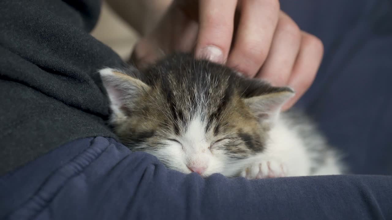 小猫睡在它的男性主人的腿上，被抚摸视频素材