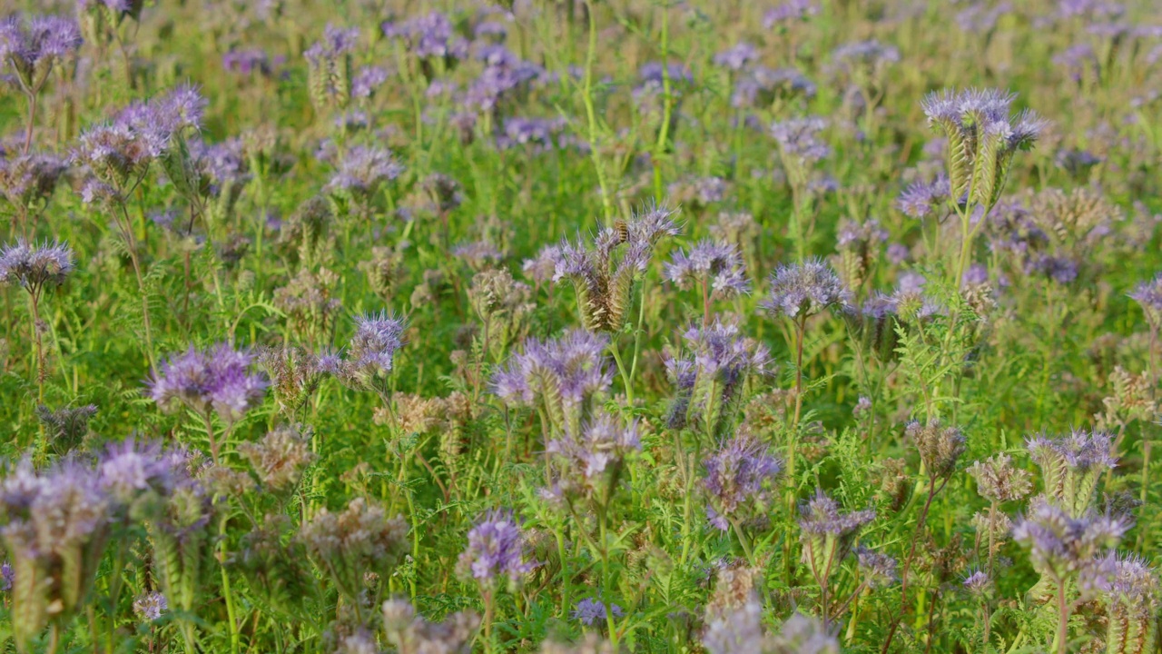 蜜蜂给植物授粉。黄藤或花边黄藤-绿肥，蓝色花。田野里紫色的花朵，特写静态镜头4k分辨率。德国美丽的自然风光。视频素材