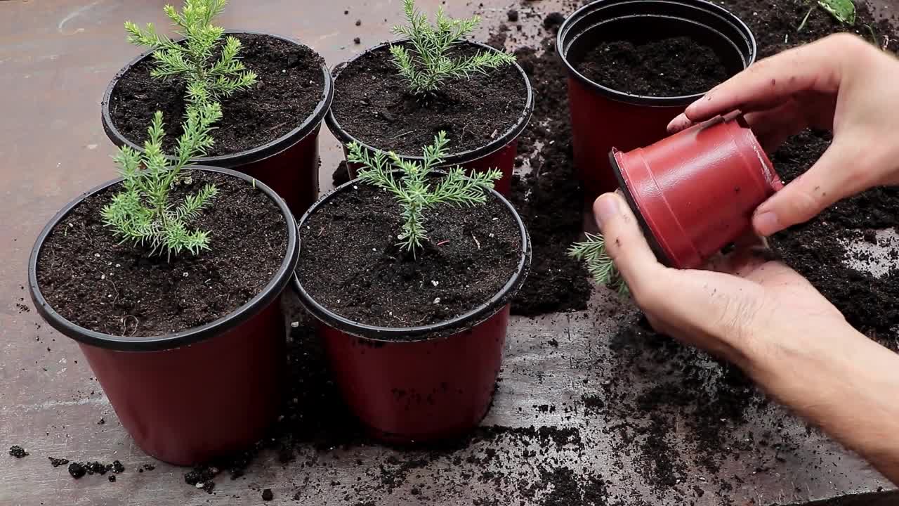 用新的花盆手动替换年轻的红杉树——这是一种用于种植针叶树的概念视频素材