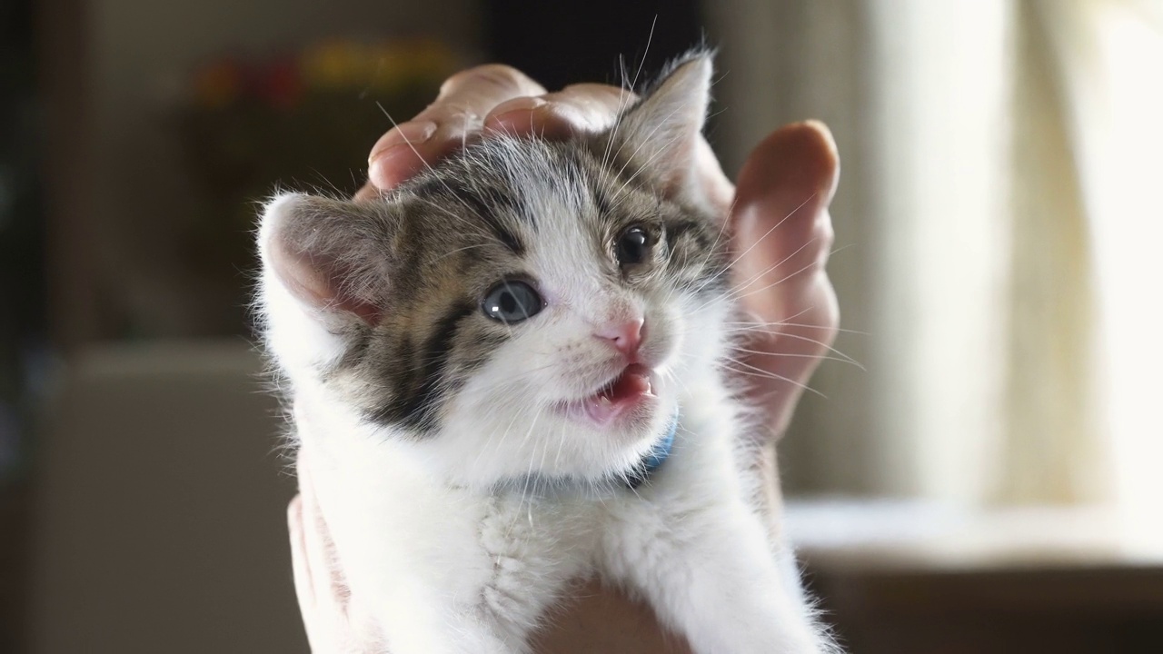 一只有趣的小猫的肖像视频素材