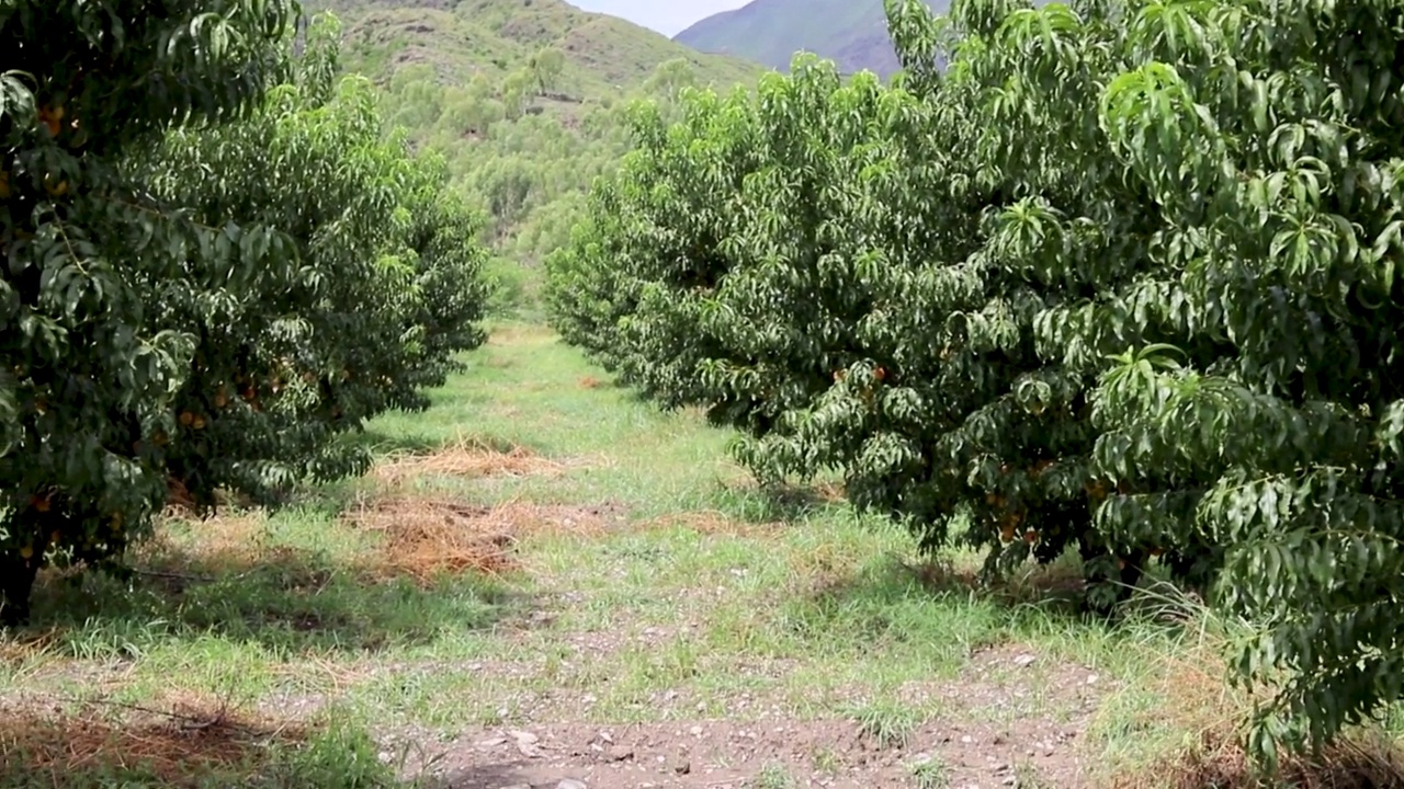 巴基斯坦斯瓦特山谷的桃果种植视频素材