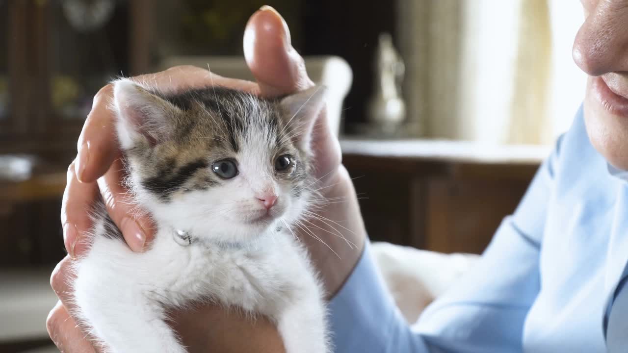 被爱抚的蓝领小猫视频素材