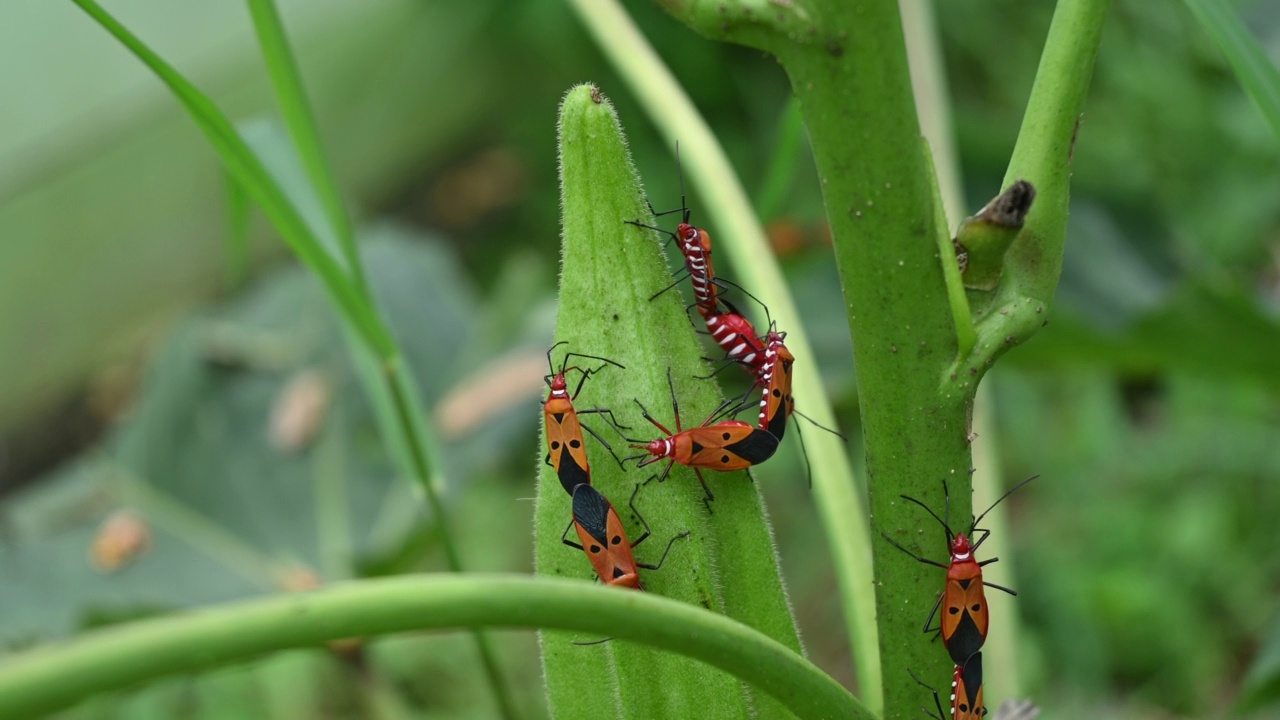 扣带Dysdercus cingulatus，秋葵害虫视频素材