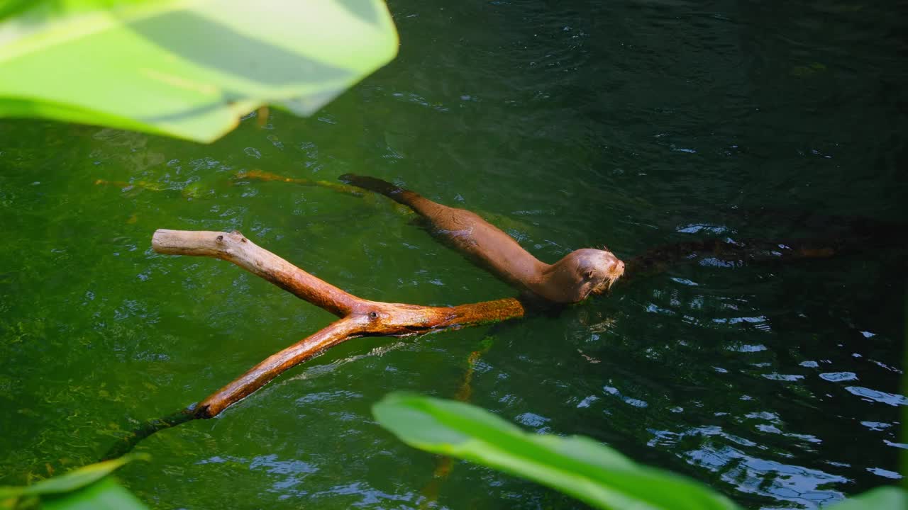 可爱毛茸茸的水獭家族，河流哺乳动物，可爱可爱的野生水生动物在水中游泳，野生动物，动物群。有趣的小爪子或手。自然栖息地。特写镜头。半水生貂。视频素材