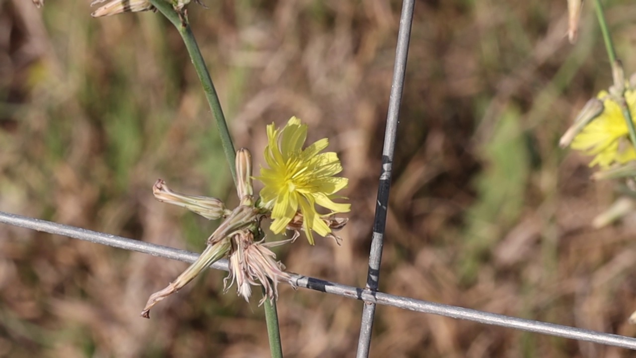 从野生黄色花朵上携带蜂蜡和蜂蜜的蜜蜂视频素材