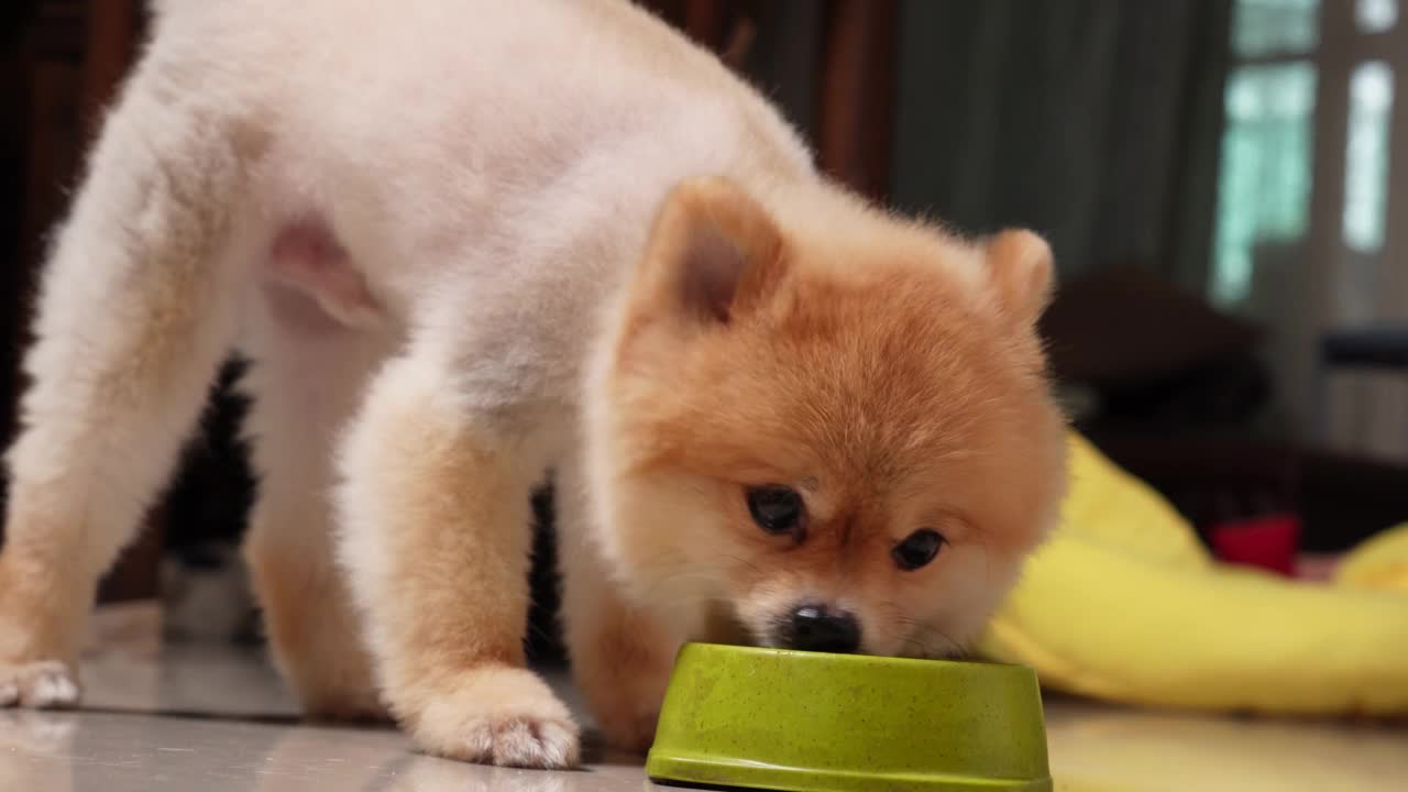 特写美丽的狗吃狗粮从碗在家里，小狗吃狗粮，小型犬种或波美拉尼亚闻零食，主人给它。宠物网店配送的概念视频素材