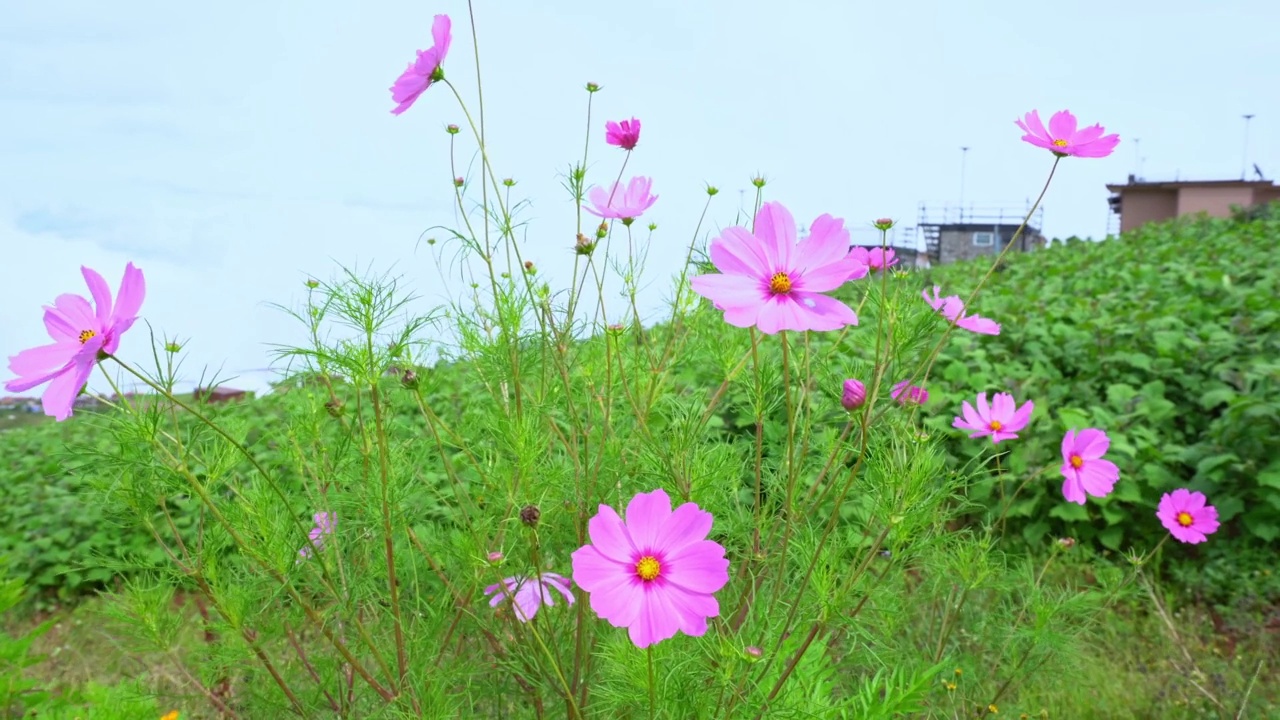 晚上的花园鲜花视频下载