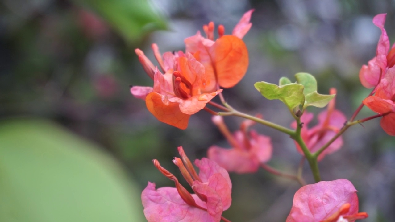 盛开的叶子花属。橙色叶子花属的花。视频素材