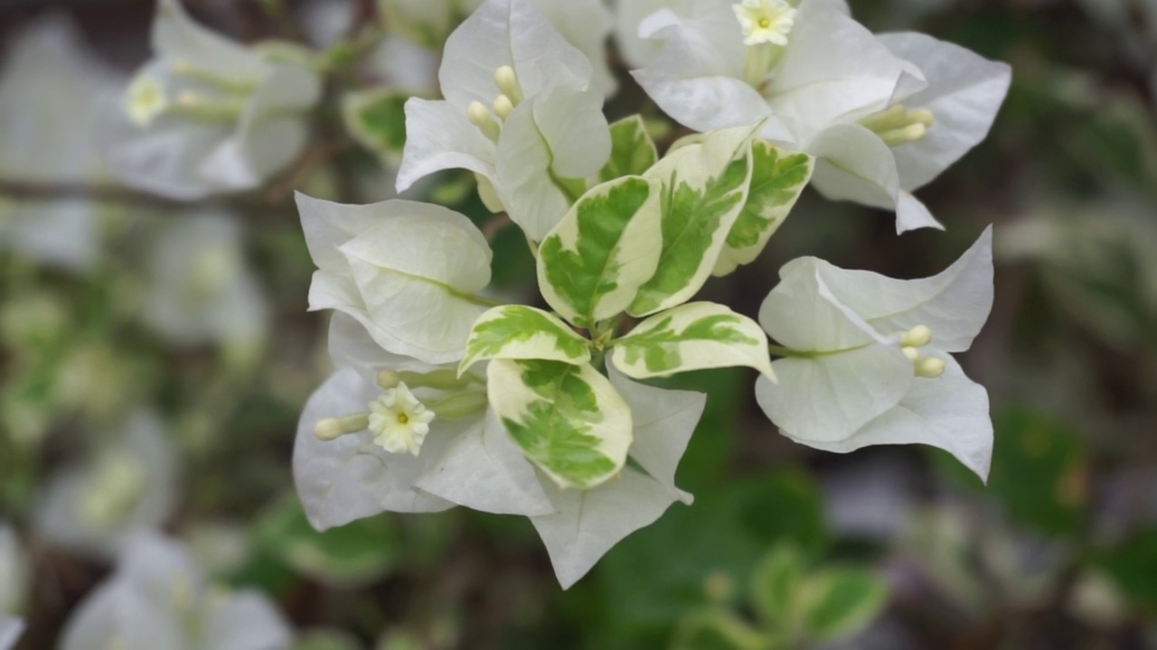 盛开的叶子花属。白色的叶子花属的花。视频素材