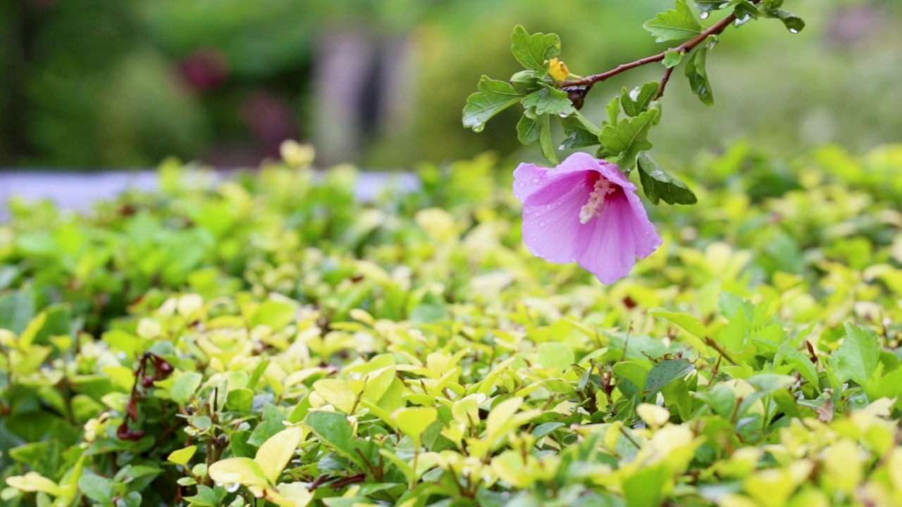 美丽的芙蓉花视频素材