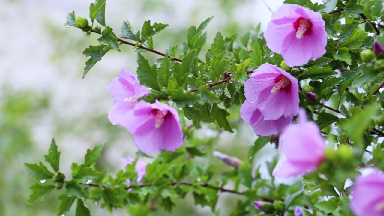 美丽的芙蓉花视频素材