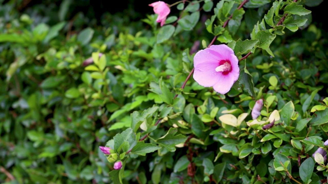 美丽的芙蓉花视频素材