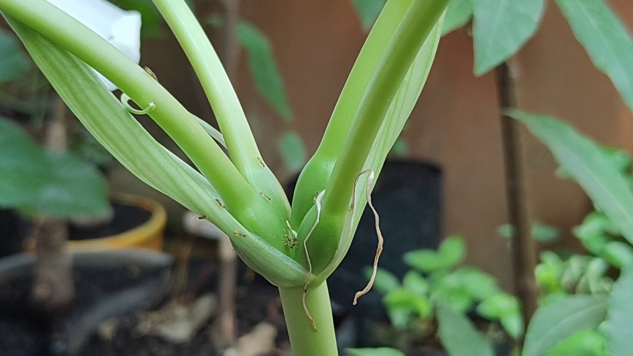 蚂蚁在花茎上视频素材