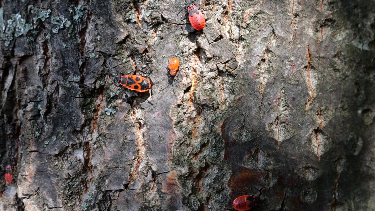 火虫，Pyrrhocoris apterus，是一种常见的昆虫科Pyrrhocoris apterus。拍摄宏。视频素材