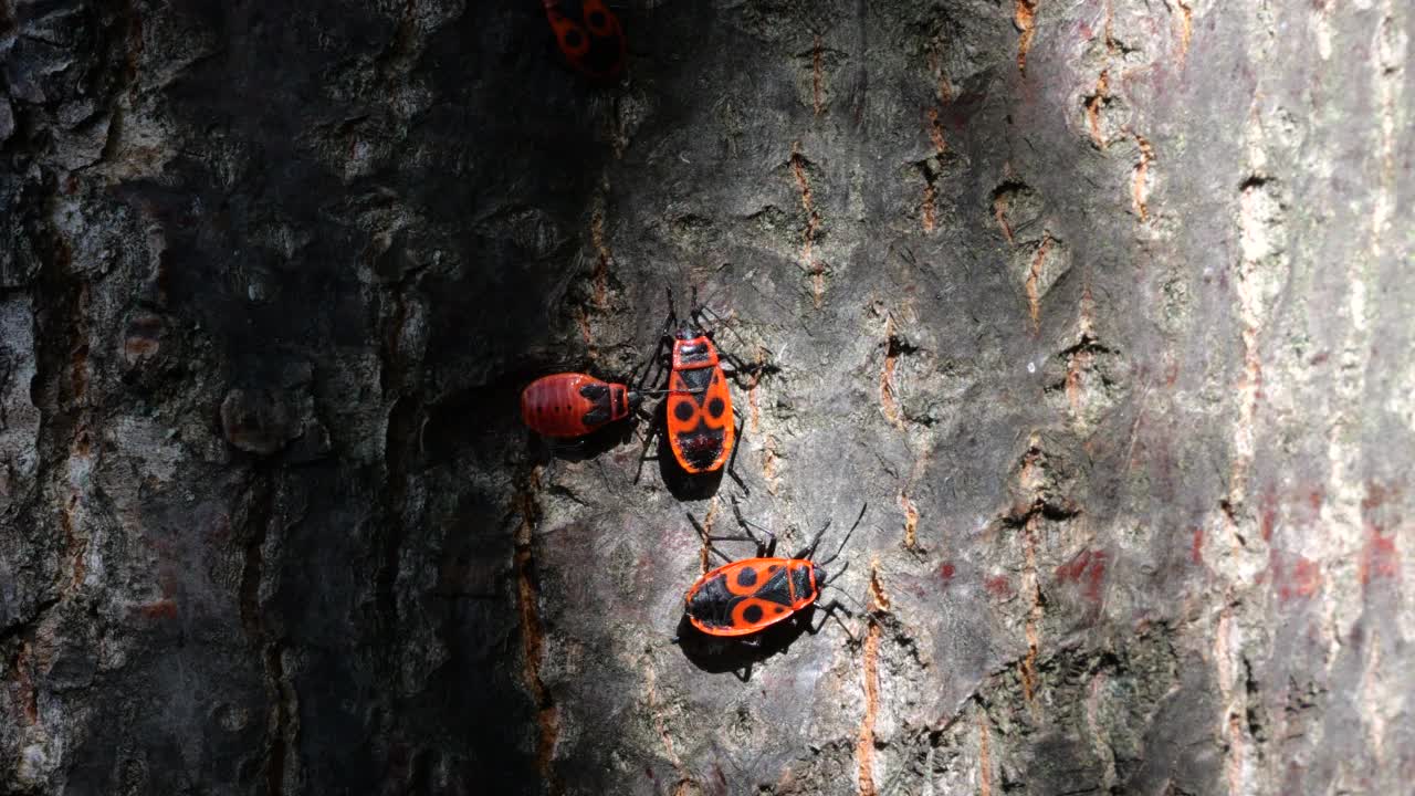 火虫，Pyrrhocoris apterus，是一种常见的昆虫科Pyrrhocoris apterus。拍摄宏。视频素材