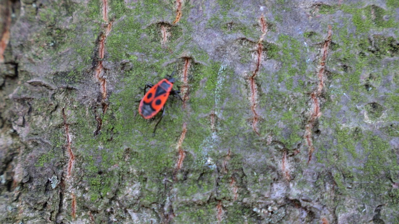 火虫，Pyrrhocoris apterus，是一种常见的昆虫科Pyrrhocoris apterus。拍摄宏。视频素材