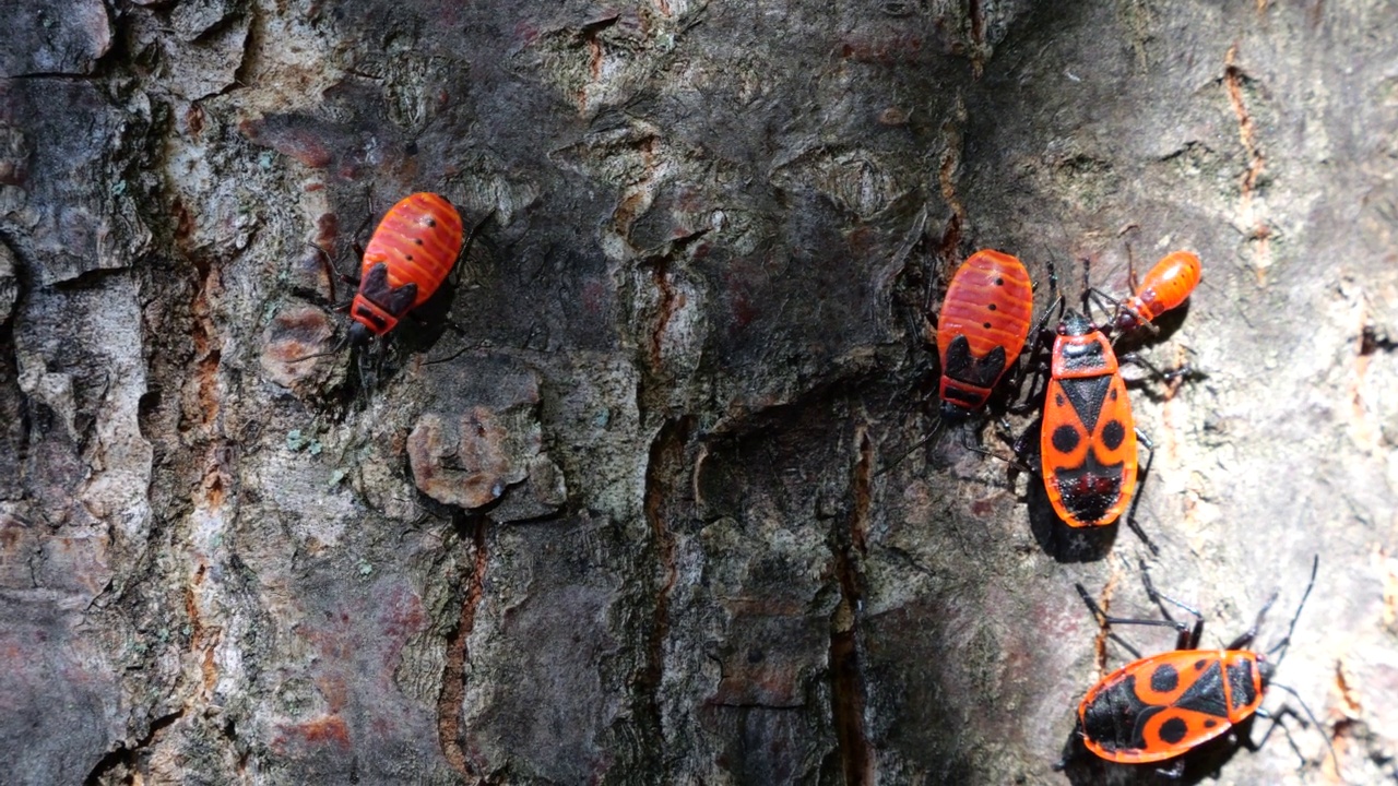 火虫，Pyrrhocoris apterus，是一种常见的昆虫科Pyrrhocoris apterus。拍摄宏。视频素材