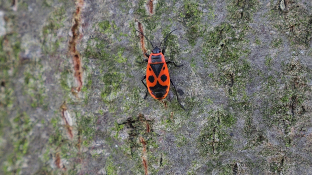 火虫，Pyrrhocoris apterus，是一种常见的昆虫科Pyrrhocoris apterus。拍摄宏。视频素材